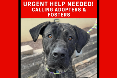 urgent help needed