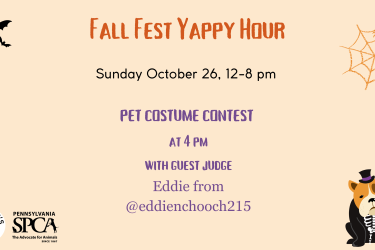 costume contest