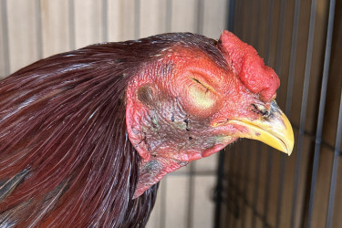 A injured roosters